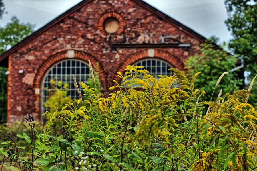Hinter dem Gebüsch