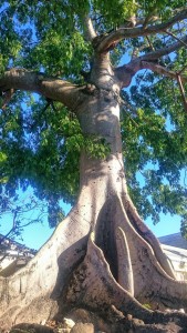 Bahamas Baum-s